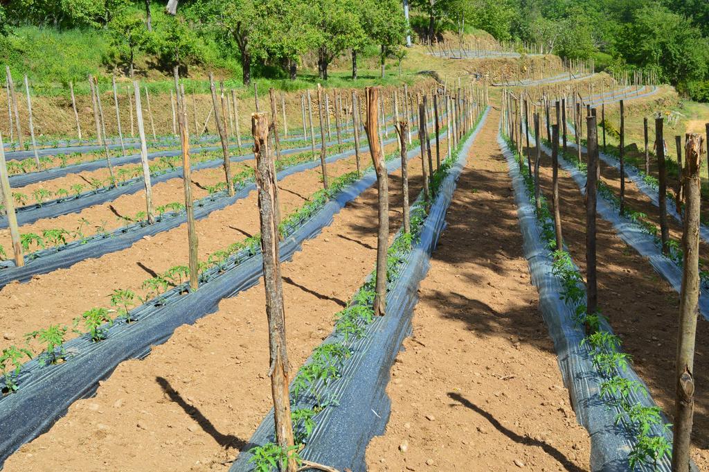 Agriturismo E Turre Serrastretta Ngoại thất bức ảnh