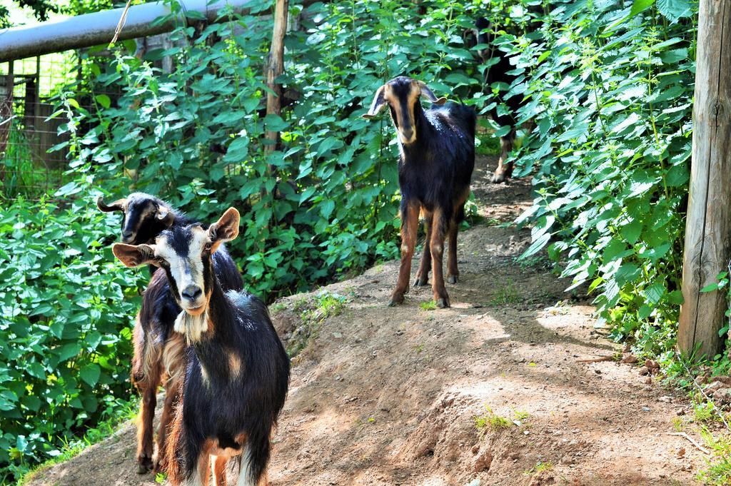 Agriturismo E Turre Serrastretta Ngoại thất bức ảnh
