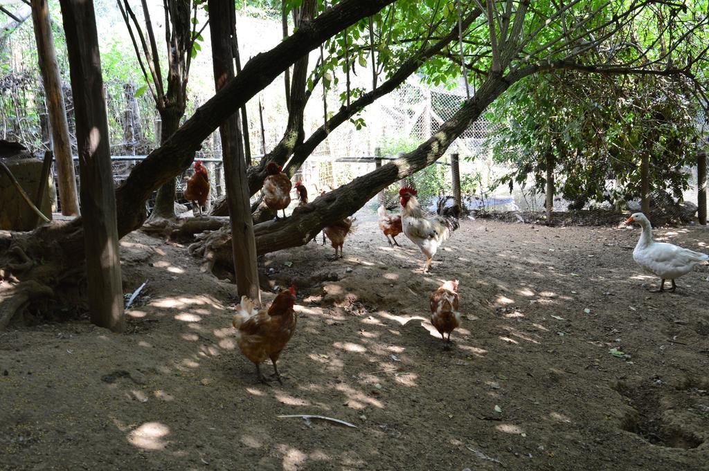 Agriturismo E Turre Serrastretta Ngoại thất bức ảnh