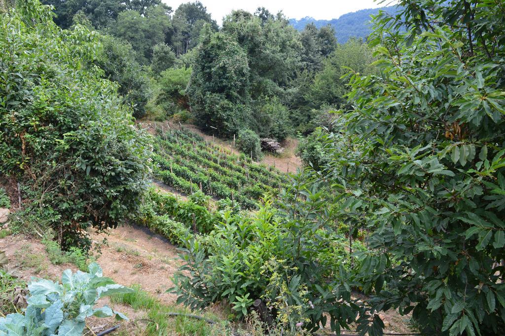 Agriturismo E Turre Serrastretta Ngoại thất bức ảnh