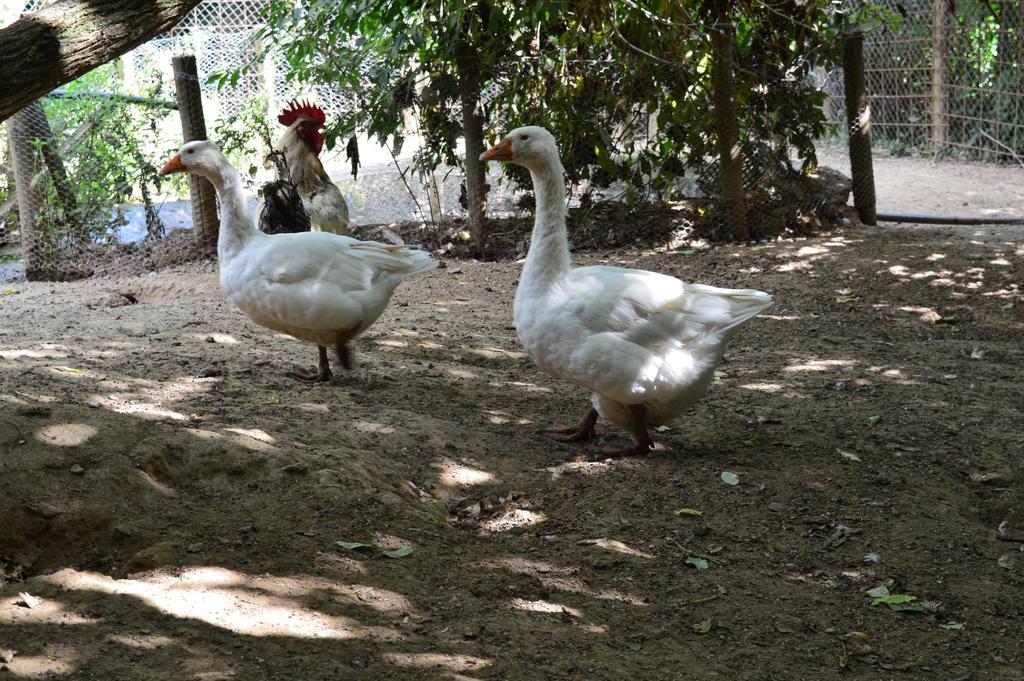 Agriturismo E Turre Serrastretta Ngoại thất bức ảnh