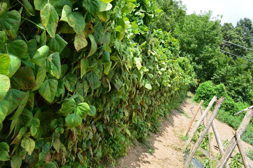 Agriturismo E Turre Serrastretta Ngoại thất bức ảnh