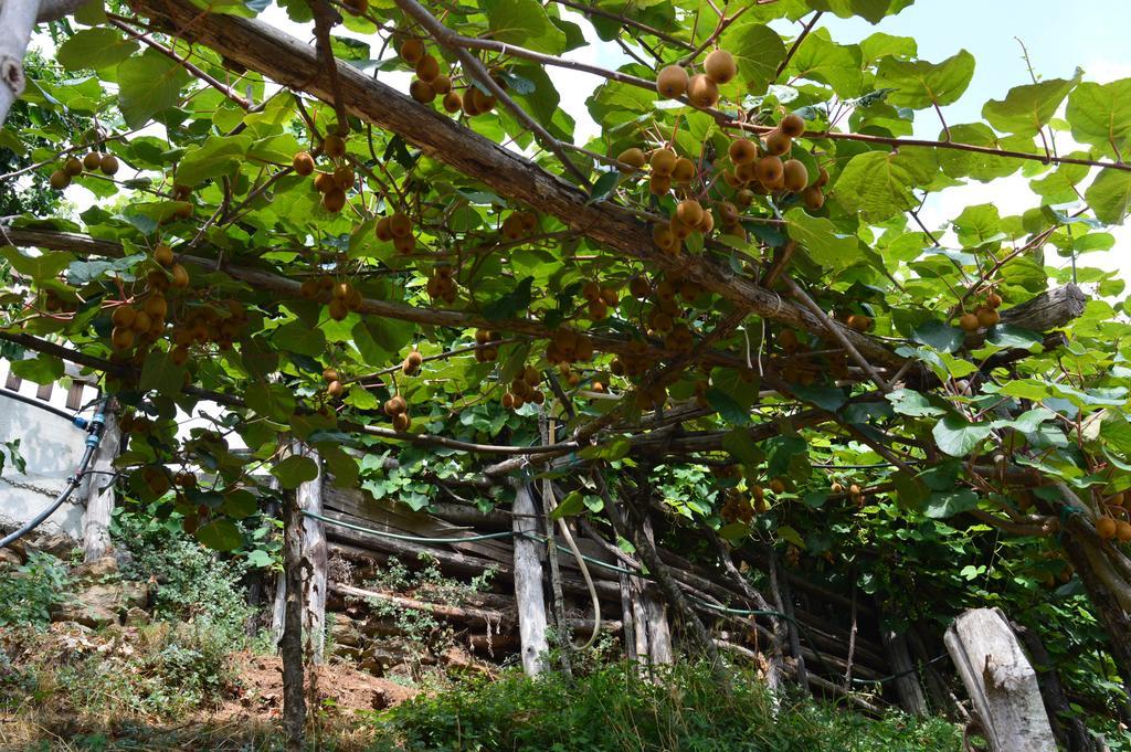 Agriturismo E Turre Serrastretta Ngoại thất bức ảnh