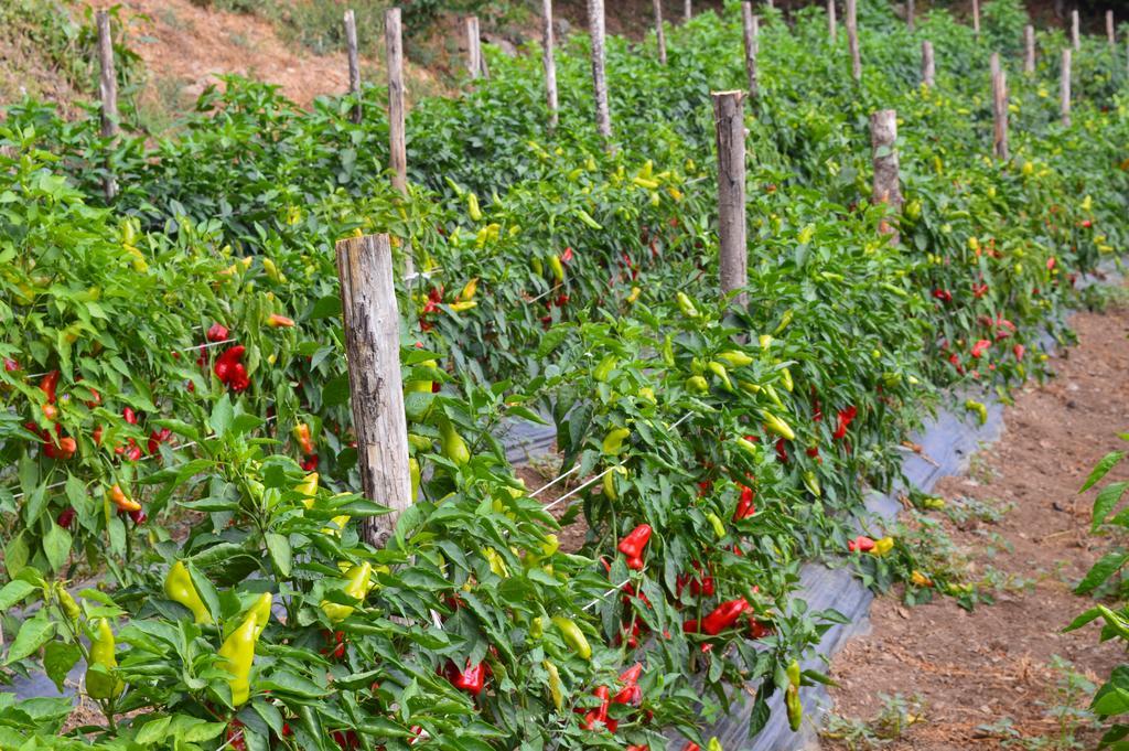 Agriturismo E Turre Serrastretta Ngoại thất bức ảnh