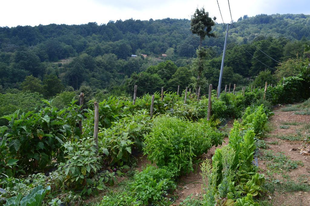 Agriturismo E Turre Serrastretta Ngoại thất bức ảnh
