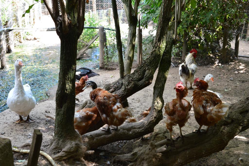 Agriturismo E Turre Serrastretta Ngoại thất bức ảnh