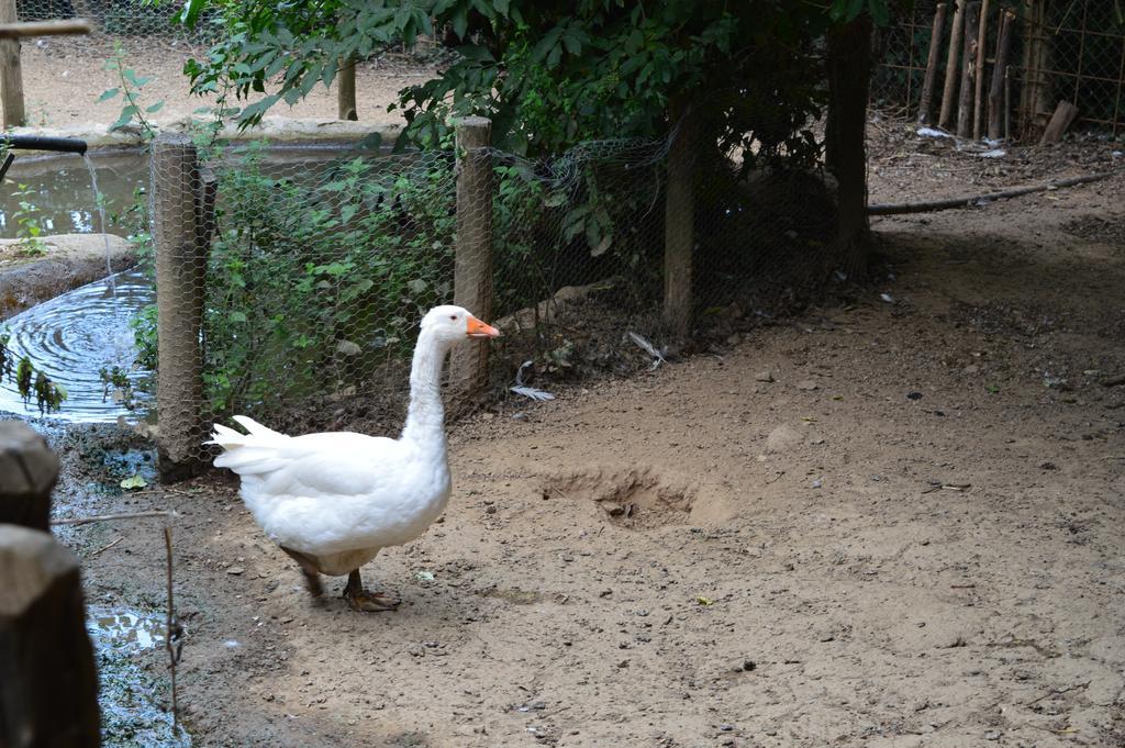 Agriturismo E Turre Serrastretta Ngoại thất bức ảnh