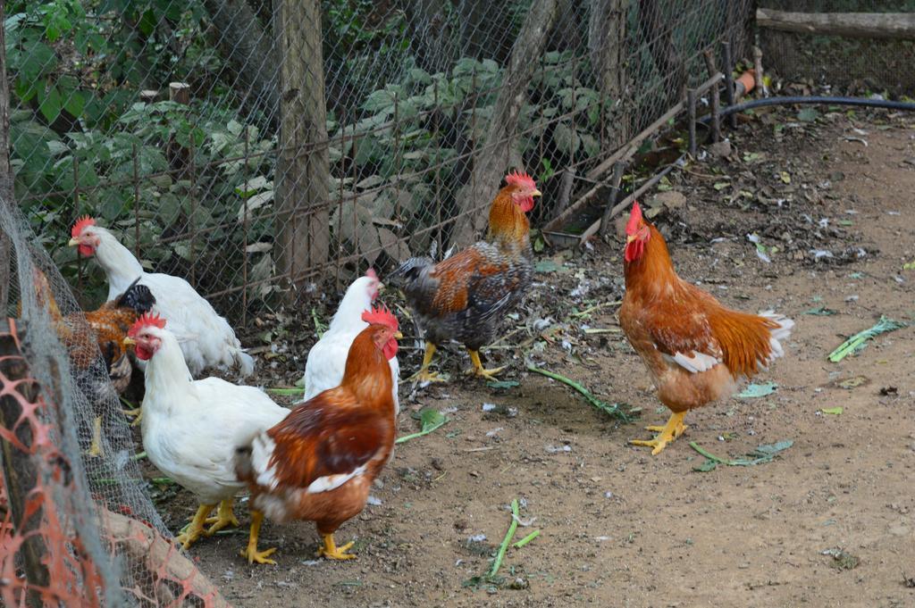Agriturismo E Turre Serrastretta Ngoại thất bức ảnh